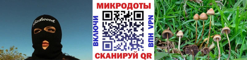 наркота  Темрюк  Галлюциногенные грибы Cubensis 